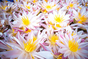 Fototapeta premium Offering flowers. People bring flowers to the Temple. Kandy, Sri Lanka.