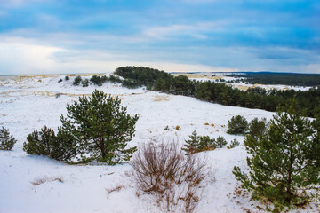 snow-covered sand dune seashore with yellow dry grass and Pine trees