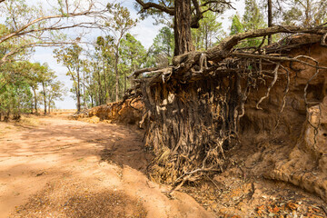Erosion and washed away soil and exposed tree roots in a dry river bed. Outback Australia.