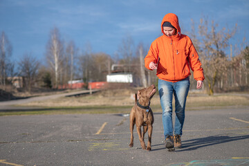 A young beautiful girl cynologist trains an American pit bull terrier.