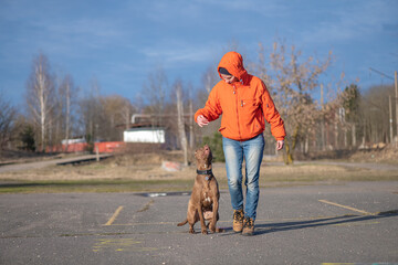 A young beautiful girl cynologist trains an American pit bull terrier.