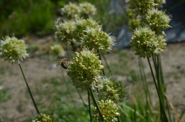 Late blooming onion, scientific name Allium ericetorum