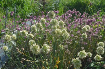 Obraz premium Late blooming onion, scientific name Allium ericetorum