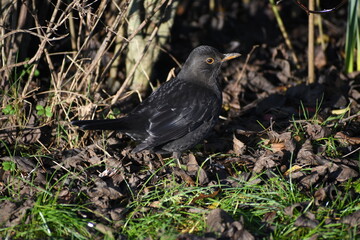 Blackbird