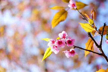 Beautiful pink cherry blossoms or Wild Himalayan cherry (Prunus cerasoides) flowers in blue sky.