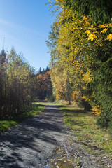 colorful trees in autumn along a path in forest