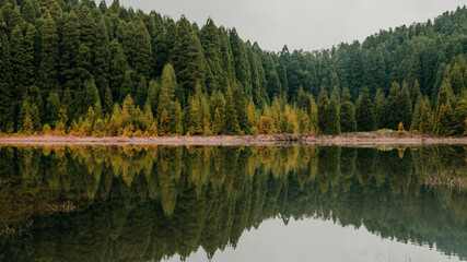 Fototapeta na wymiar Pine Forest Lakeside Mirror Effect in Lagoa do Canário in Azores, Portugal