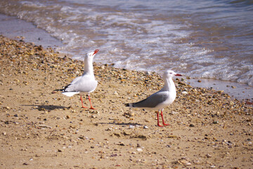 ニューカレドニア、アンスバタビーチのカモメ