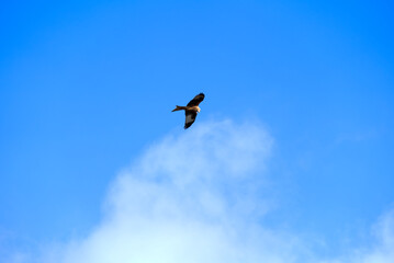 Red kite (Milvus Milvus) circling in the sky on a sunny winter day. Photo taken January 13th, 2022, Zurich, Switzerland.