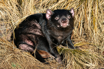 Tasmanian devil iresting in a yellow grass