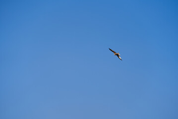 Red kite (Milvus Milvus) circling in the sky on a sunny winter day. Photo taken January 13th, 2022, Zurich, Switzerland.