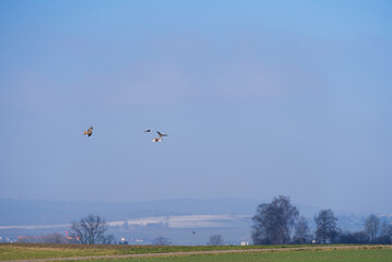 Red kite (Milvus Milvus) circling in the sky on a sunny winter day with blue sky background. Photo taken January 13th, 2022, Zurich, Switzerland.