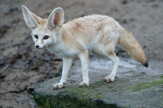 Fennec fox on the rock. Desert fox. Vulpes zerda