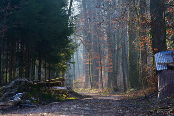 Mystic wood in backlight with gravel road on a sunny winter day with focus on foreground. Photo...