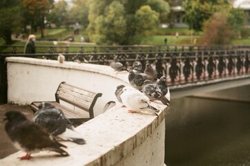pigeons in the city