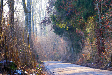 Mystic wood in backlight with gravel road on a sunny winter day with focus on foreground. Photo taken January 13th, 2022, Zurich, Switzerland.