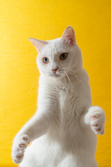 黄色い背景のかわいい白猫
