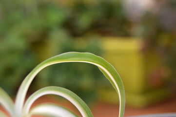 Hojas de plantas de jardín