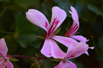 Geranio purpura de jardín