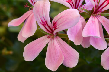 Geranio purpura de jardín