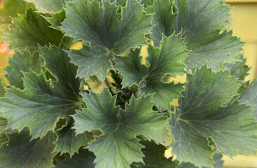 Hojas de plantas de jardín