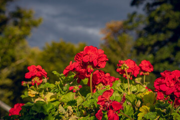 red flowers in the garden