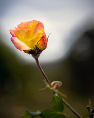 Fototapeta premium single yellow rose