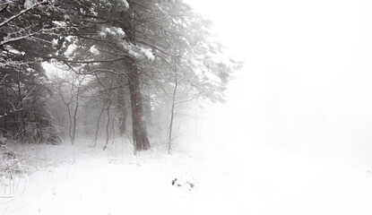 winter landscape  fog