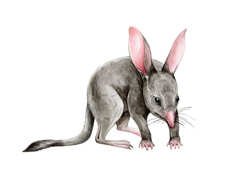 Bandicoot animal watercolor illustration. Hand drawn realistic australia marsupial mouse. Australian wildlife small endemic animal. Realistic bandicoot image. Isolated on white background