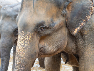 Fototapeta na wymiar Elephants in Pimmawala Sri Lanka