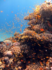Fototapeta na wymiar red sea corals and fish