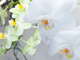 Naklejka na ściany i meble Flowering branch orchid Phalaenopsis or Moth dendrobium, close-up, on gray background