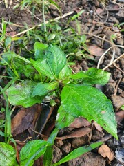 Wet Green Leaves on the Soil