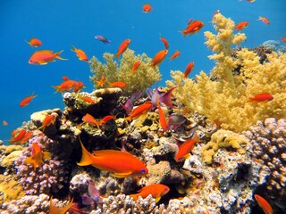 Naklejka na ściany i meble red sea corals and fish