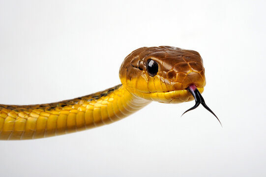 Yellow-bellied puffing snake // Gelbkehl-Zischnatter, Gelbhals-Baumschlange (Pseustes sulphureus)
