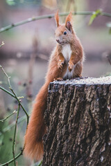 Eichhörnchen an Futterstelle - obrazy, fototapety, plakaty