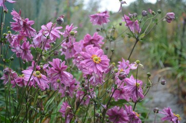 Blooming windflower 'Prince Henry', scientific name Anemone hupehensis 