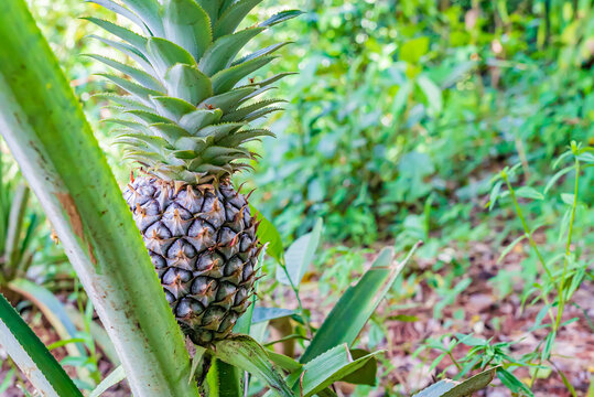 Close up of pineapple fruit on plantation of tropical fruit.