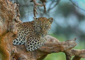 Obraz premium A leopard resting up in a tree. Taken in Kenya