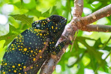 Chameleon on a branch hiding in leaves. Chameleo on Zanzibar