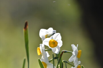 光の中の水仙