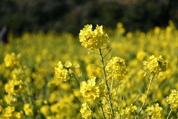 伊良湖岬の菜の花