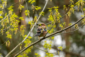 Jay (Garrulus glandarius glandarius) bird on the tree
