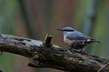 Nuthatch bird crouching on a branch
