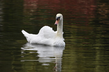 Elegant swan gliding lazily on a warm day. 