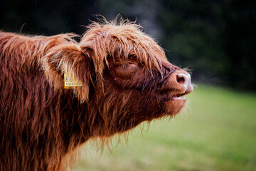 Scottish Cow. Trentino Alto Adige.