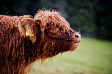 Scottish Cow. Trentino Alto Adige.