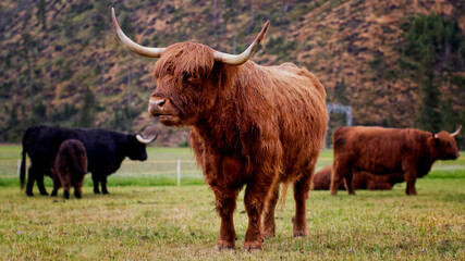 Scottish Cow. Trentino Alto Adige.