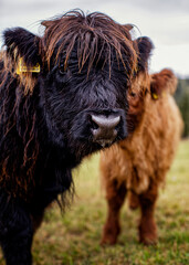 Scottish Cow. Trentino Alto Adige.