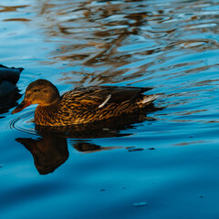 duck on the water